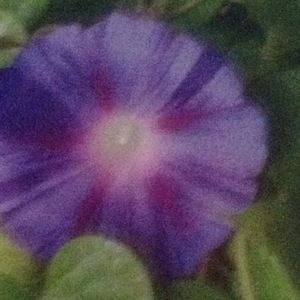 Meet your Posher, Dillpickle